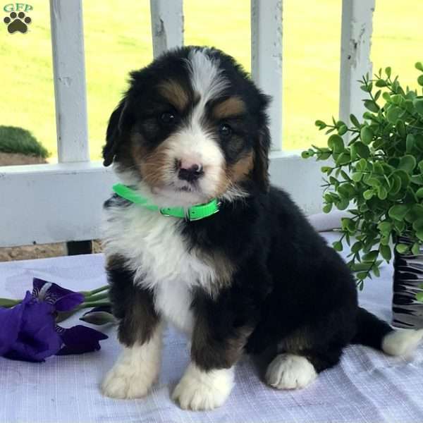 Strawberry, Bernedoodle Puppy
